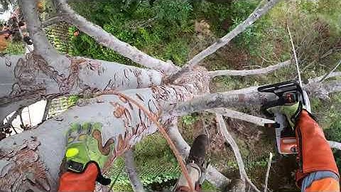 Aleppo Pine Removed / Carlsbad CA