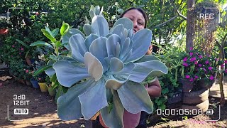 10 SUCULENTAS HERMOSAS DE MI JARDIN, ubicacion y cuidados. ☘️