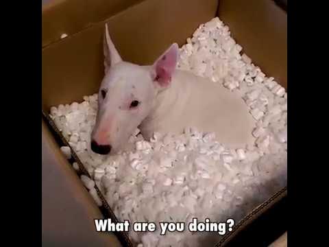 Compilation Of Funny, Cute, Crazy And Epic Moments Bull Terriers Dogs  [Viral Video] | Go, Walter!!! - Youtube