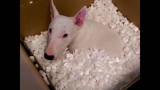 You've Gotta See This Clever Bull Terrier's Solution to Eating from a Puzzle  Bowl [Video]