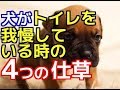 【愛犬のための知識】愛犬がトイレを我慢している時の4つの仕草【犬を知る】