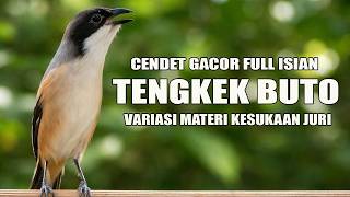 🔴 Masteran Cendet Full Isian Kekinian Cocok Untuk Cendet Bahan Kesayangan Siap Jadi Juara Nasional