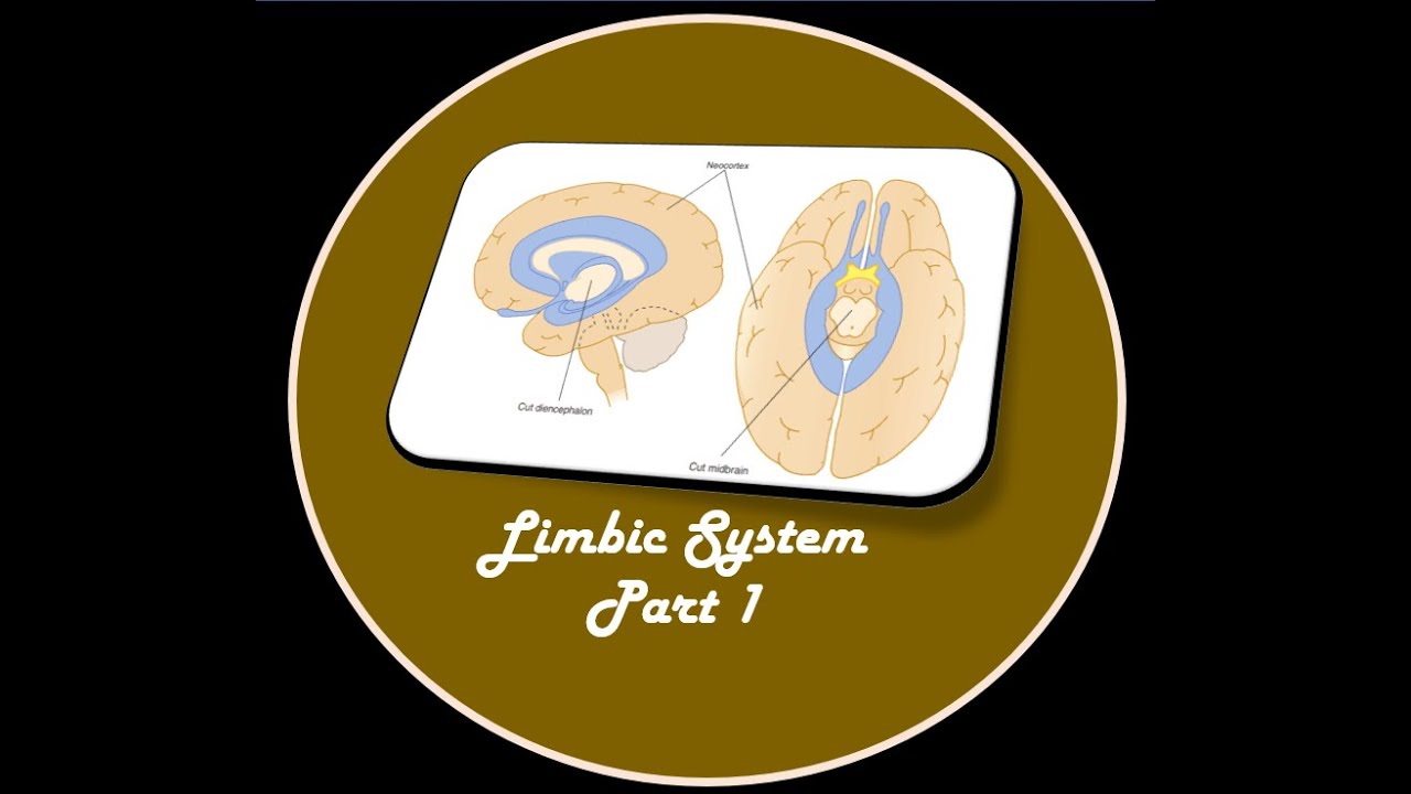 LIMBIC SYSTEM PART 1 paals anatomy