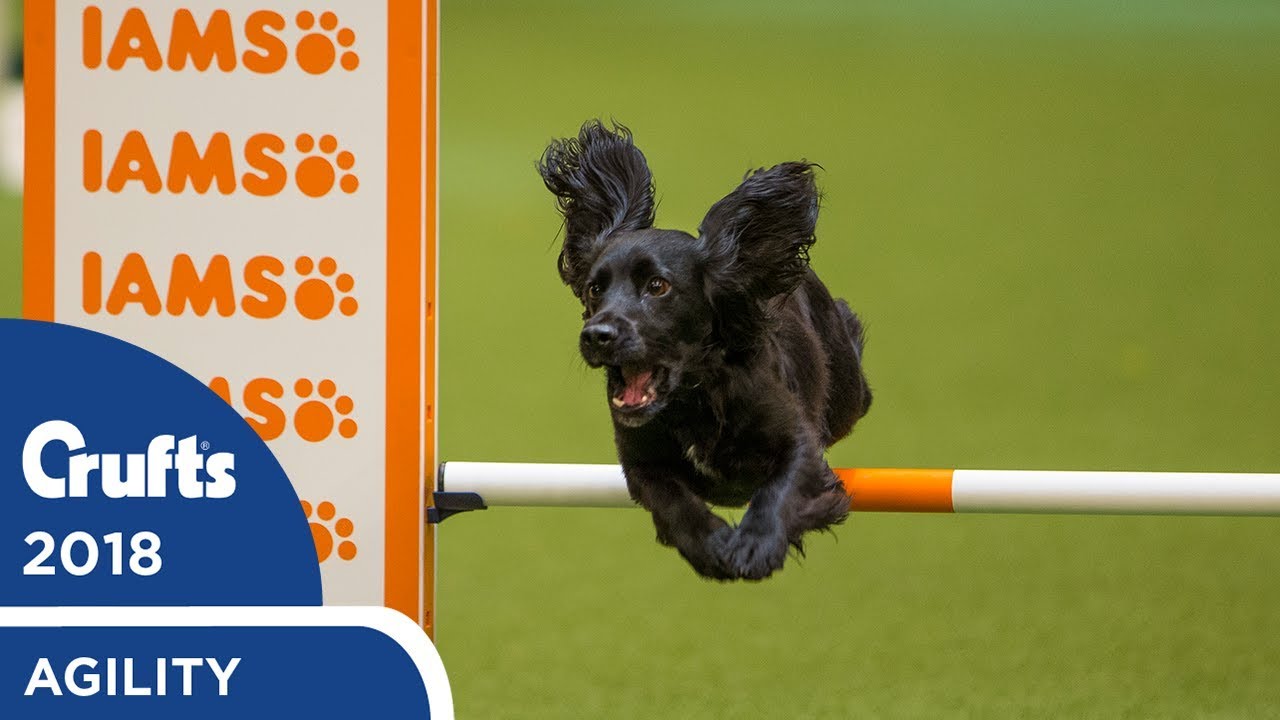 Agility - Crufts Large Novice & Medium ABC Final (Agility) Part 2 | Crufts 2018