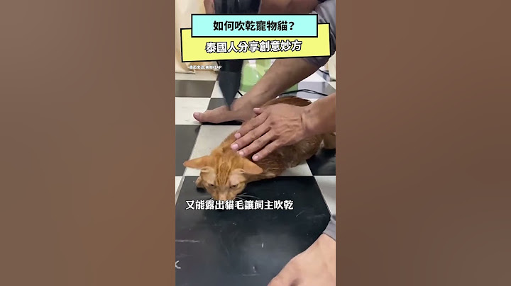 如何吹乾寵物貓？泰國人分享創意妙方　網友大讚：神奇裝置｜NOWnews