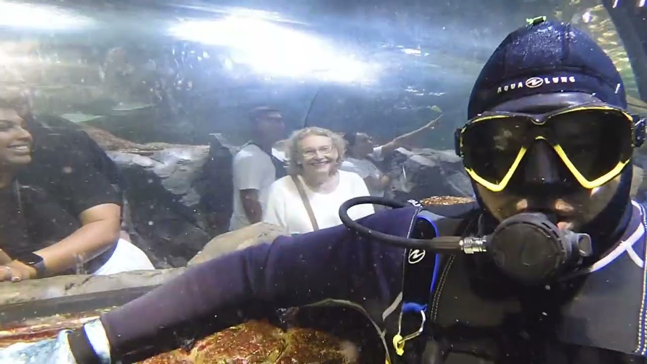 Our first Shark Dive at Sealife Aquarium