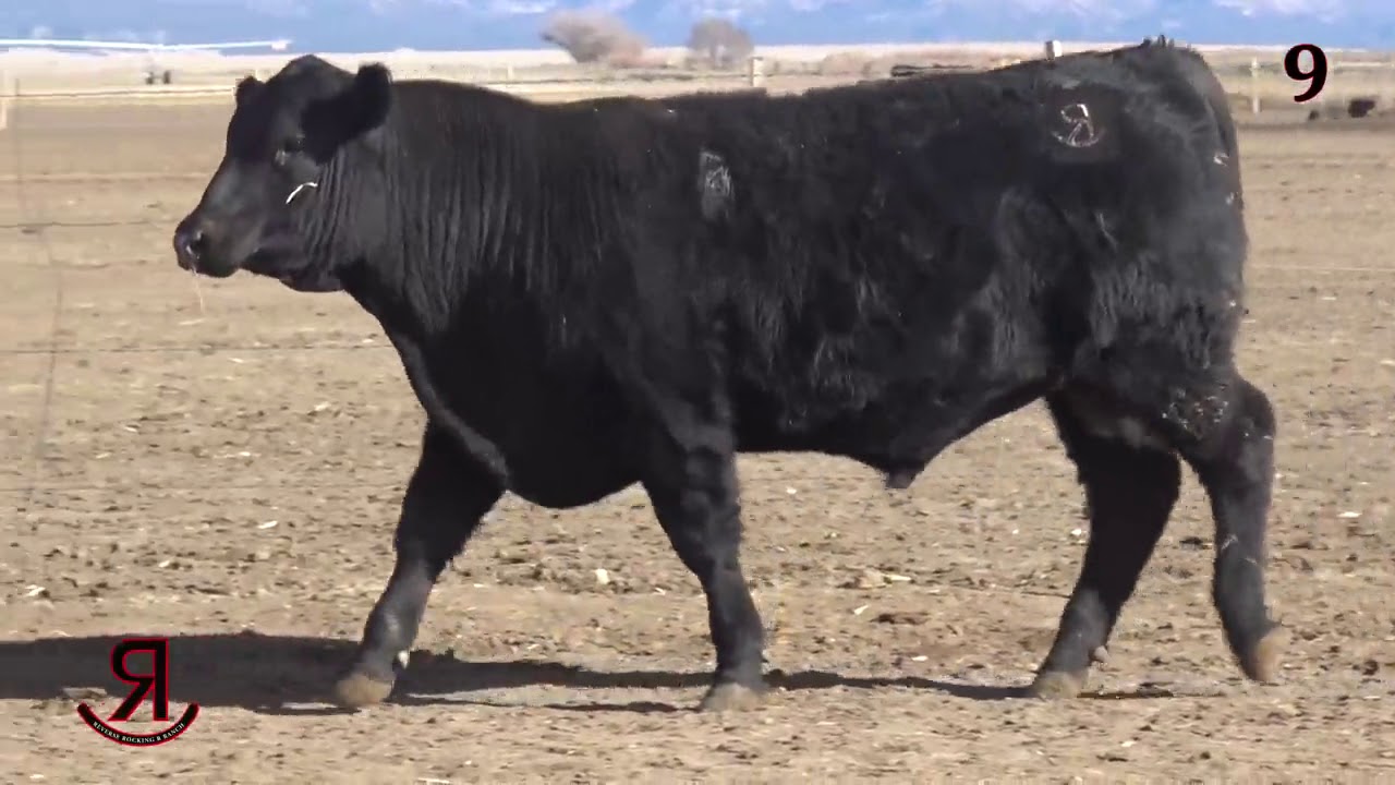 angus tasty Reverse Rocking R Ranch Lot 9