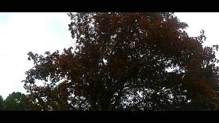 daly day things part 2 part trees