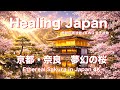 Beautiful Japan 4K: Cherry Blossoms (Sakura) - Relaxing Music