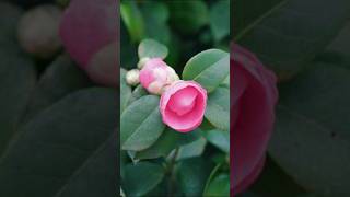 camelia japonica #shortfeed #gardening