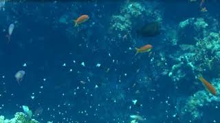 Red Sea Best Videos By David Pita By Pela N