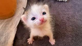 Cute KITTENS Being OVERDRAMATIC... 😂 Best of 2026