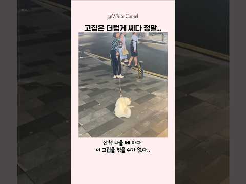 시바이누 또 너냐? thumbnail