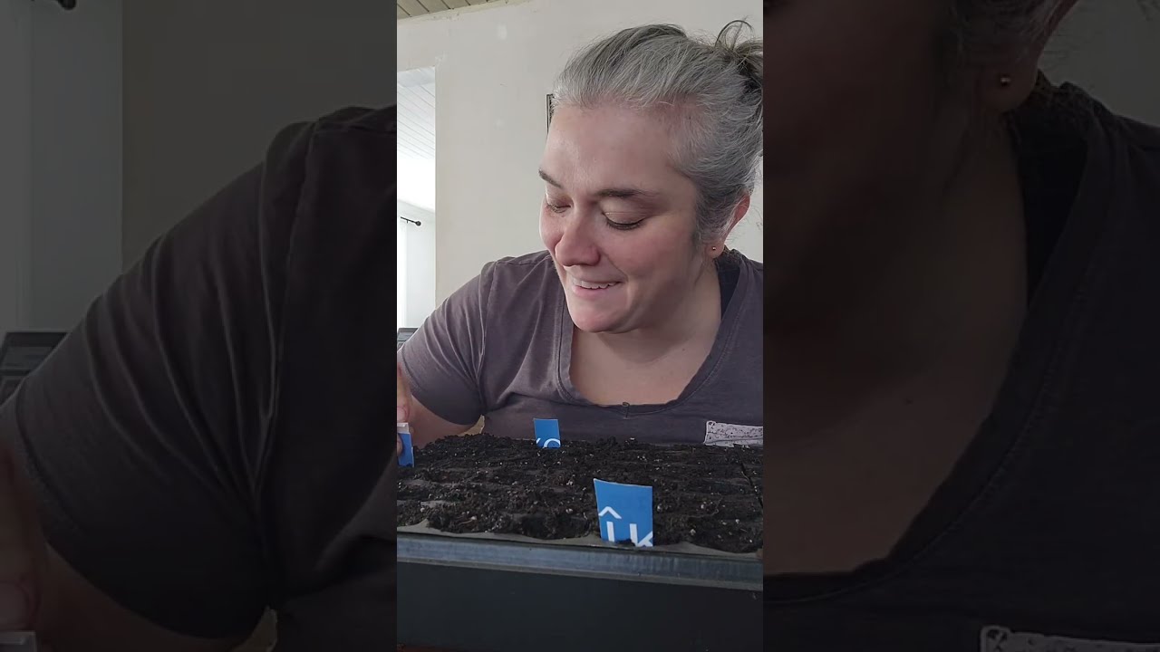 Semis de poivrons et piments forts 🫑🌶#autosuffisance #fermette #homestead #potager #piment