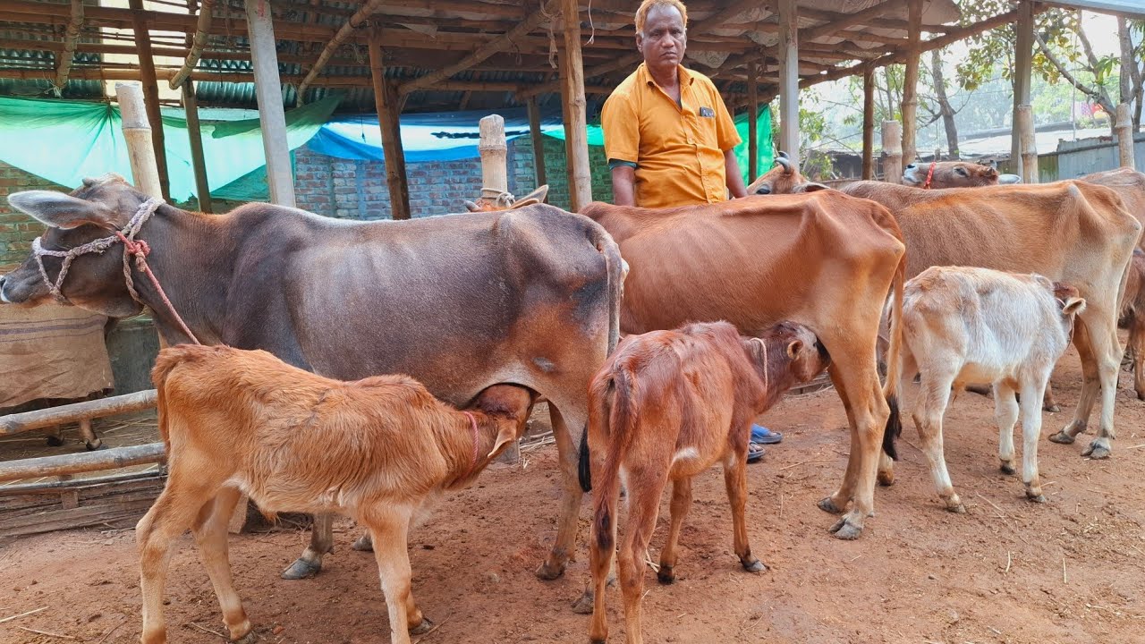 আজ ৮/২/২৬ | কমদামের মধ্যে বাছুরসহ গাভী গরুর প্যাকেজ | দিনাজপুর 
