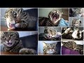 Один день из жизни кота / короткометражный фильм; One Day of Cat&#39;s Life / short film