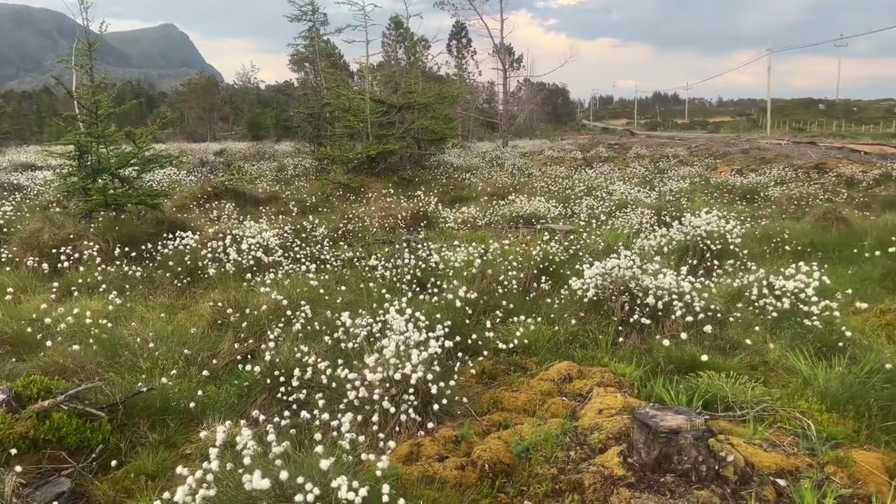 Myrull blomstring på Værlandet i sommer 