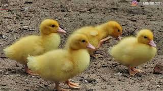 Suara Anak Bebek dan Induk Bebek