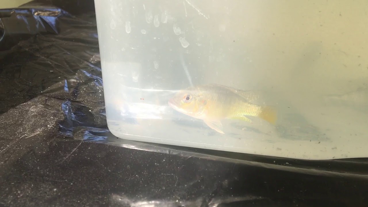 Oreochromis Tanganicae , beautiful fish