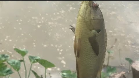 Câu cá trê vàng  cá mập ú và rô đồng