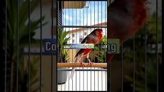 Canary Singing Training Male | Canary Pronunciation #canarytraining #kenari #galerikenariindonesia