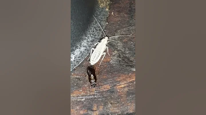 Cockroach Shedding Old Skin