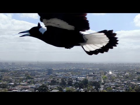 MAGPIES ATTACKED my DRONE!