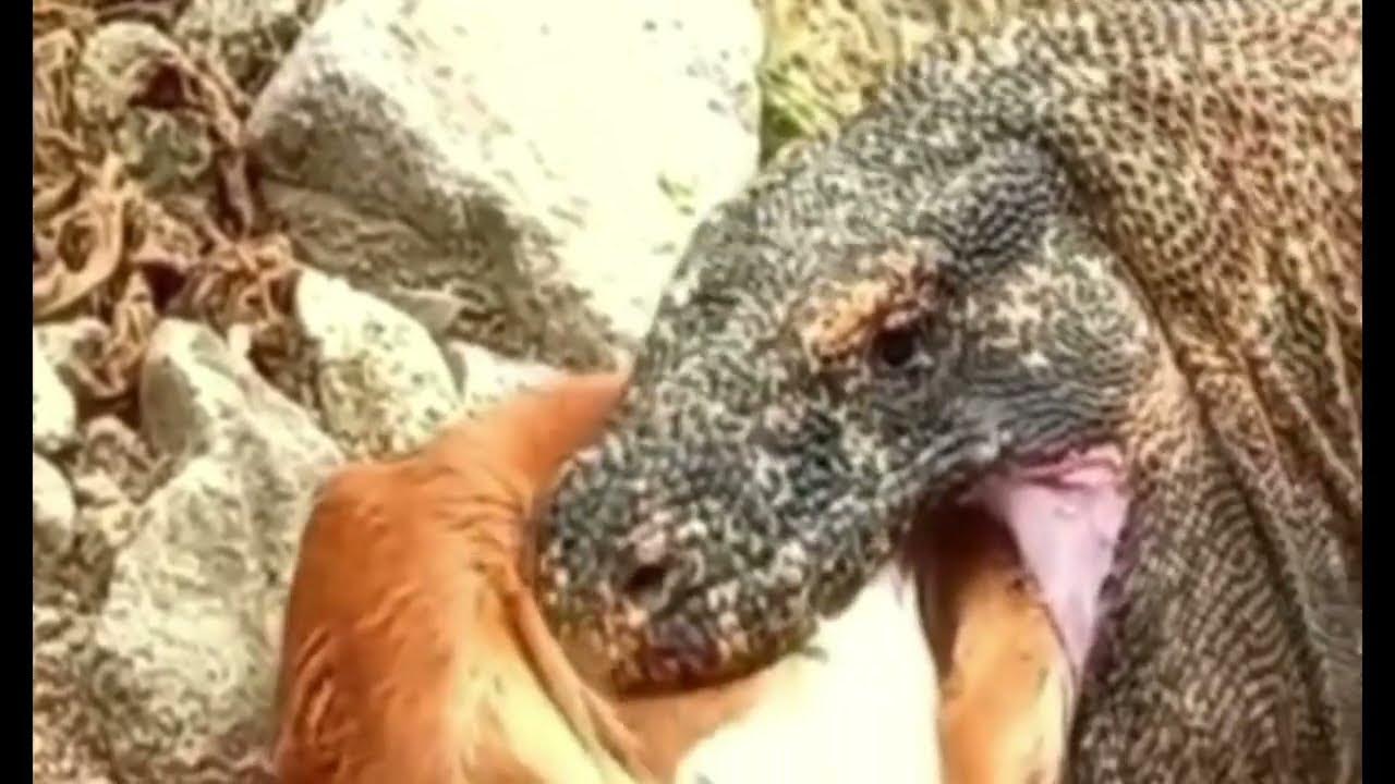 komodo kills and eat goats are still alive - YouTube