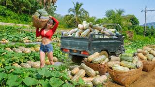 Using a 3-Wheeled Truck to Harvest a Huge Pumpkin Crop for the Bustling Country Market