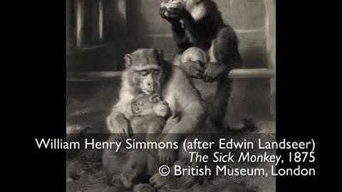 Uncovering our Origins: Monkeys, Apes and 