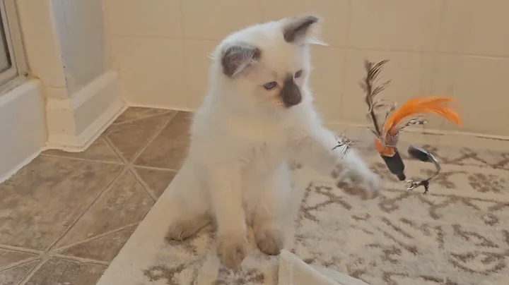 Video 11230321: chocolate point siamese, siamese balinese, cat