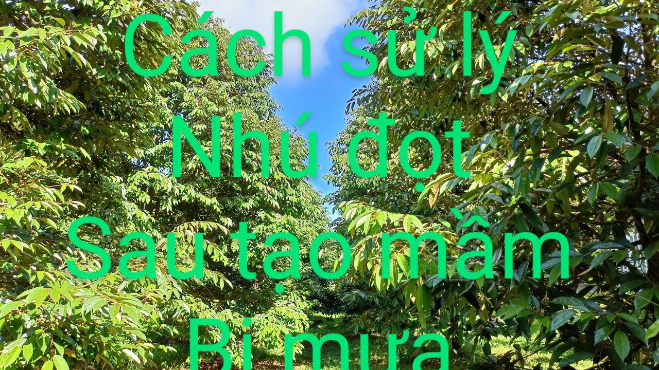 cách xử lý đã tạo mầm bị mưa bong chưa ra nhú đọt.0978603449