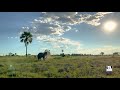 Morula&#39;s Crazy Dance | Living With Elephants Foundation | Botswana