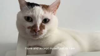 Self Love Affirmations with Adorable Cat Ponopono! #cutecat#kitten#affirmation#asmr 可愛貓咪正向語
