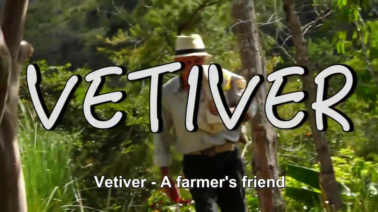 Vetiver System Vetiver A Farmer's Friend (Spanish with English