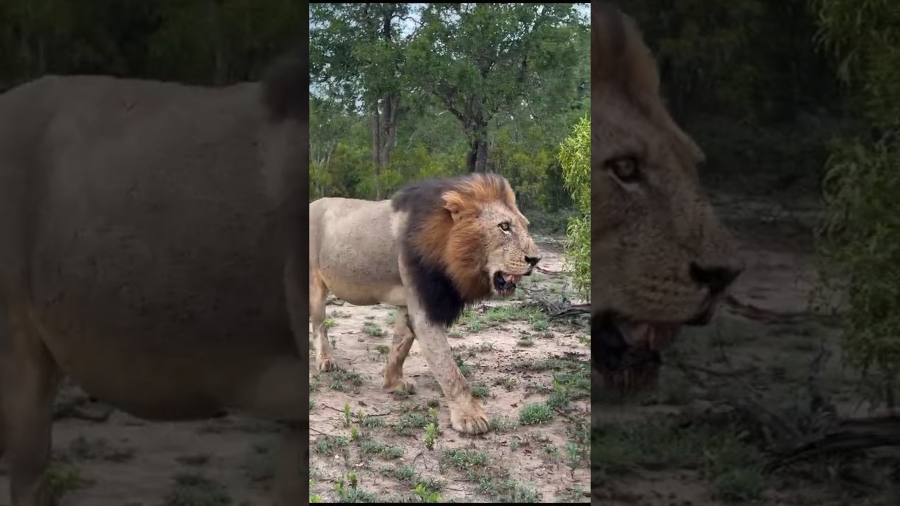 Amahle , macho ndzhenga marcando territorio 🦁👑 