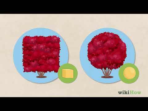 Video: Beskjæring av brennende busker: hvordan og når skal man beskjære brennende busker