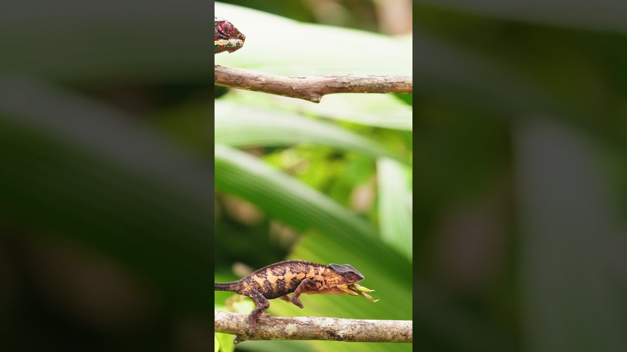 Chameleon Catching a GrassHopper