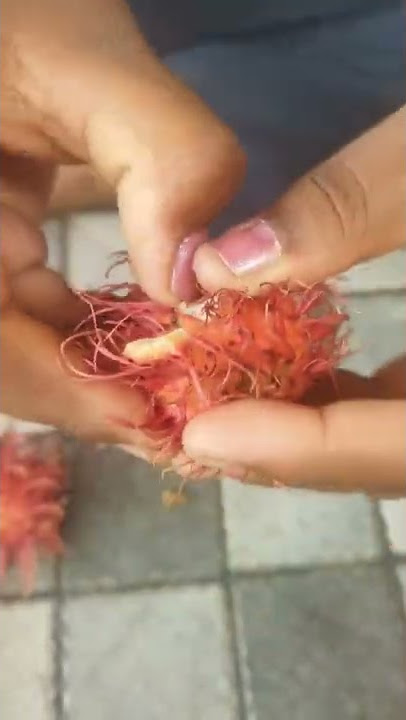 Rambutan|how to cut rambutan|Rambutan fruit|Corona fruit|#rambutanfruit #exoticfruit #rarefruit