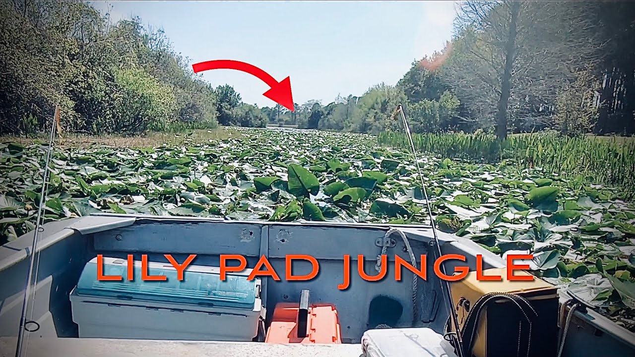 FWC Ruined Our Bass Fishing at Walsingham Park in Seminole, Florida 🎣🌴