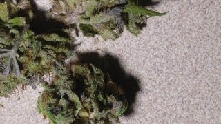 Strain Review:  Purple Sour Diesel!!