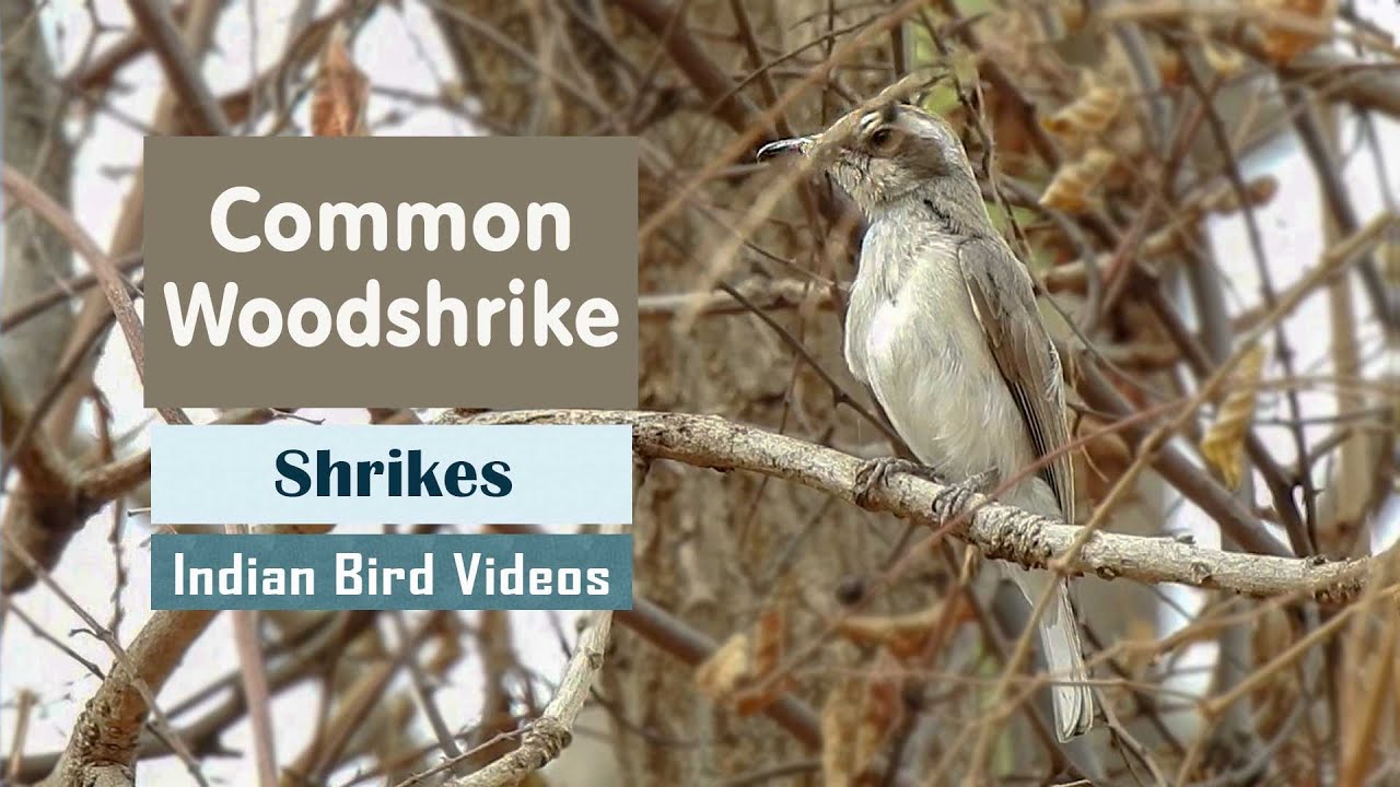The Common woodshrike (Tephrodornis pondicerianus) - Indian Bird Videos