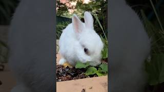 Super Relaxing Bunny Grazing Grass Asmr | Bunny Tv 🌿🐰