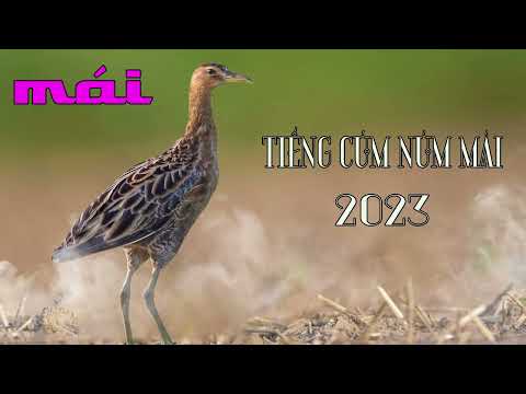 Cúm núm Mái Kêu, Gà Nước Mái, Gà Đồng Mái Kêu đi bẫy. Sound mp3 | Cúm Núm Mái Kêu.