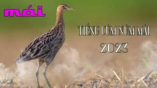 Tiếng Cúm Núm Mái Gà Nước Mái Gà Đồng Đi Bẫy Sound Mp3 Cúm Núm Mái Kêu