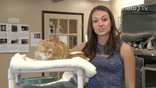 SPCA Sesame