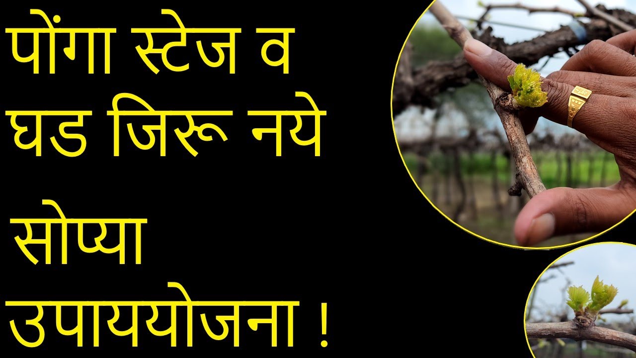 पोंगा स्टेज व घड जिरू नये - सोप्या उपाययोजना !।#Doctor_Kisan।#गोडीबहार_छाटणी।#pruning #द्राक्ष_शेती