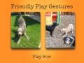 Zoom Room Guide to Dog Play Gestures Zoom Room Guide to Dog Play Gestures