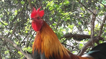 Ntsuag lau qaib qus txuam dib tau tom hav zoo qua lawm(เชลยไก่ป่าลูกผสมขันแล้วเสียงดีมาก)