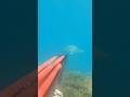 spearfishing | 🐟 SPRING IS GILTHEAD TIME - 💥MATADOR 92 roller invert - 🇮🇹Nicola Aresti